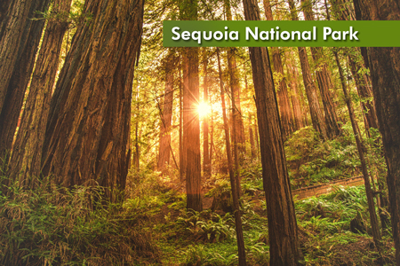 Sequoia  450×300