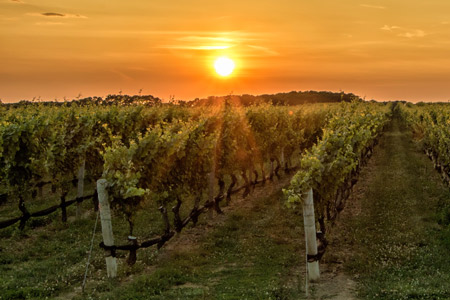 Vineyard sunset